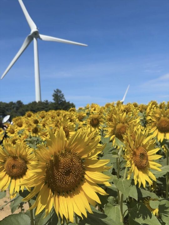 ひまわりと風車