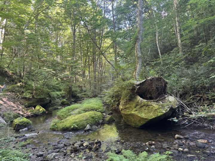 苔むした岩とせせらぎ