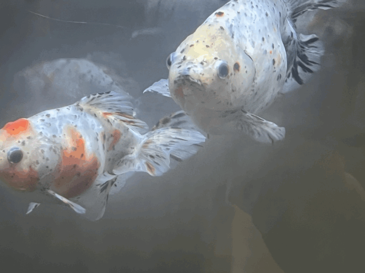 金魚②