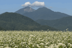 磐梯山とそば畑