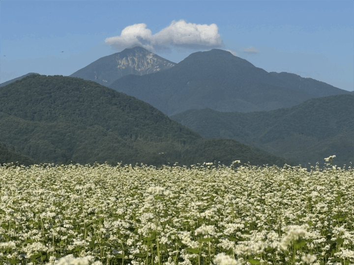 磐梯山とそば畑