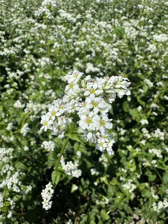 そばの花