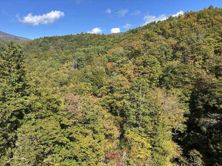 橋の上から