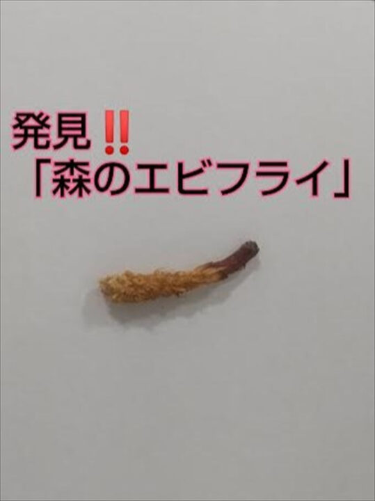 エビフライ