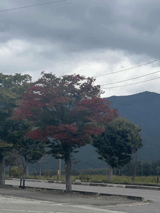 どんより曇り空・総合案内所前・1本だけ色付き始め