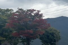 どんより曇り空・総合案内所前・1本だけ色付き始め