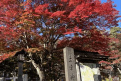 2024紅葉