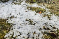 雪が残ってました