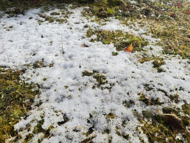 雪が残ってました