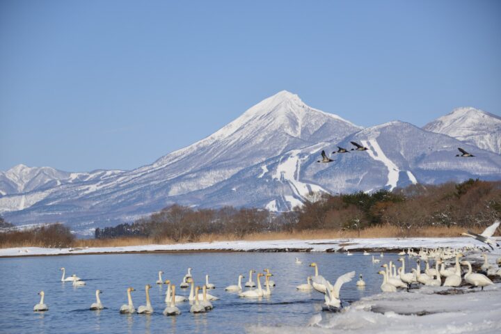 白鳥と磐梯山（志田浜）