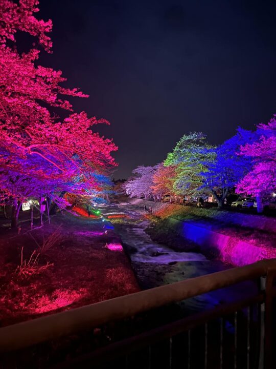 観音寺川の桜ライトアップ（昨年4月に撮影）